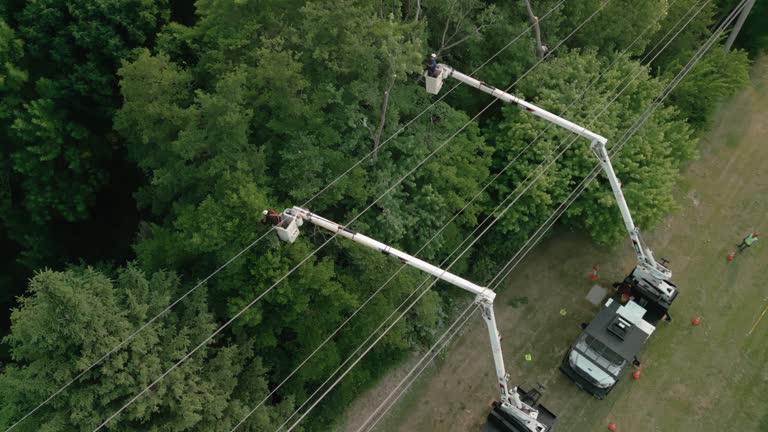 How Our Tree Care Process Works  in Demorest, GA